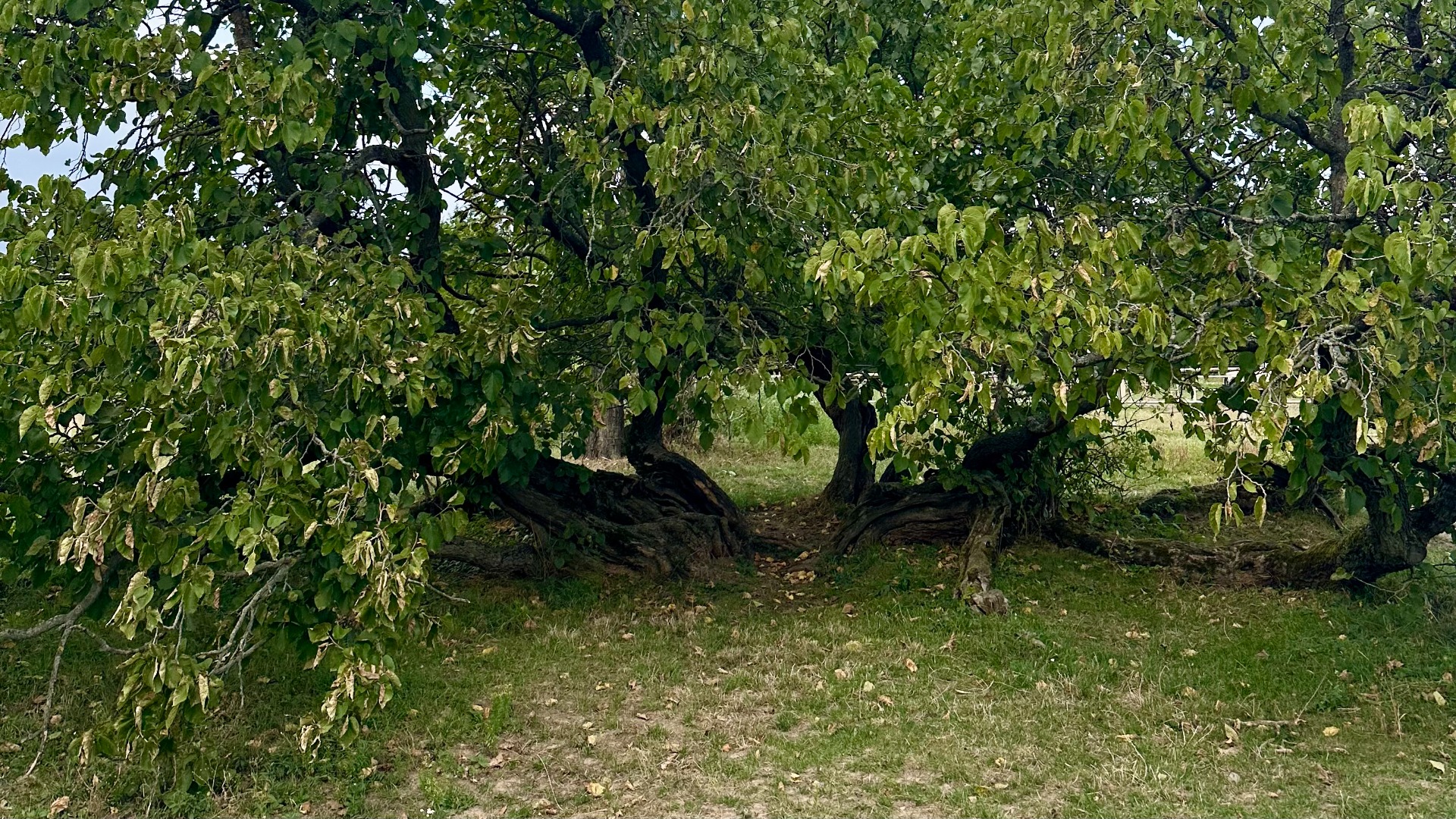 Moruša čierna na Háji