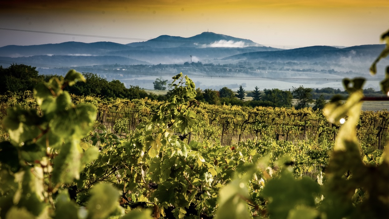 Unikát na Slovensku vinice na vulkanickej pôde pod vrchom Sitno
